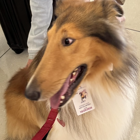 Joey therapy dog