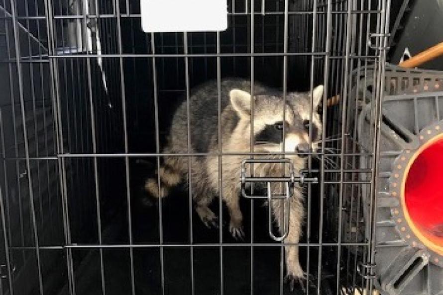 Captured racoon in the process of being relocated off the airfield