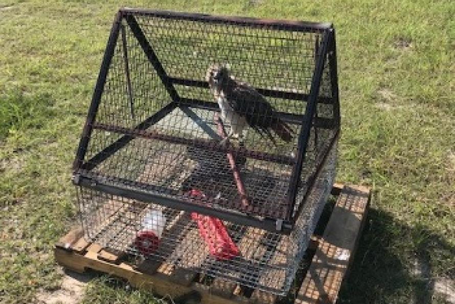 Captured hawk in one of our goshawk traps located on the west complex of the airfield