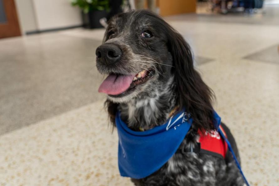 therapy dog at IAH