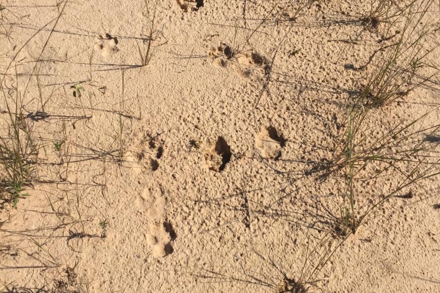 Coyote tracks spotted in the dirt at IAH