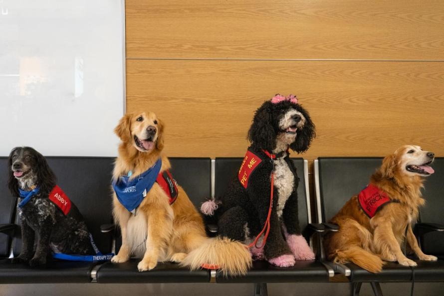 Houston Airports Therapy Dogs