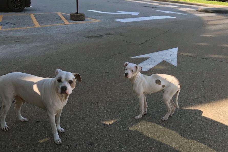 Airport Employees Help Four-Legged Friends