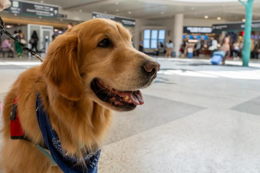 Therapy Dog at IAH