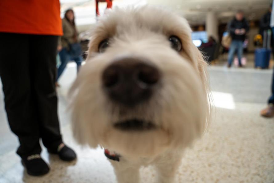 dog at the airport