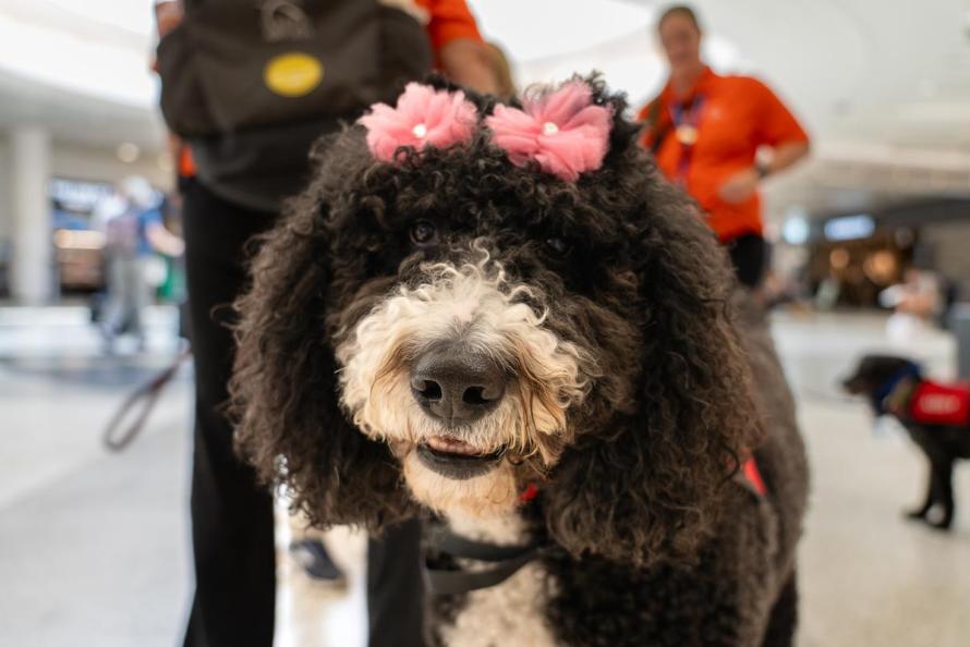 therapy dog at IAH