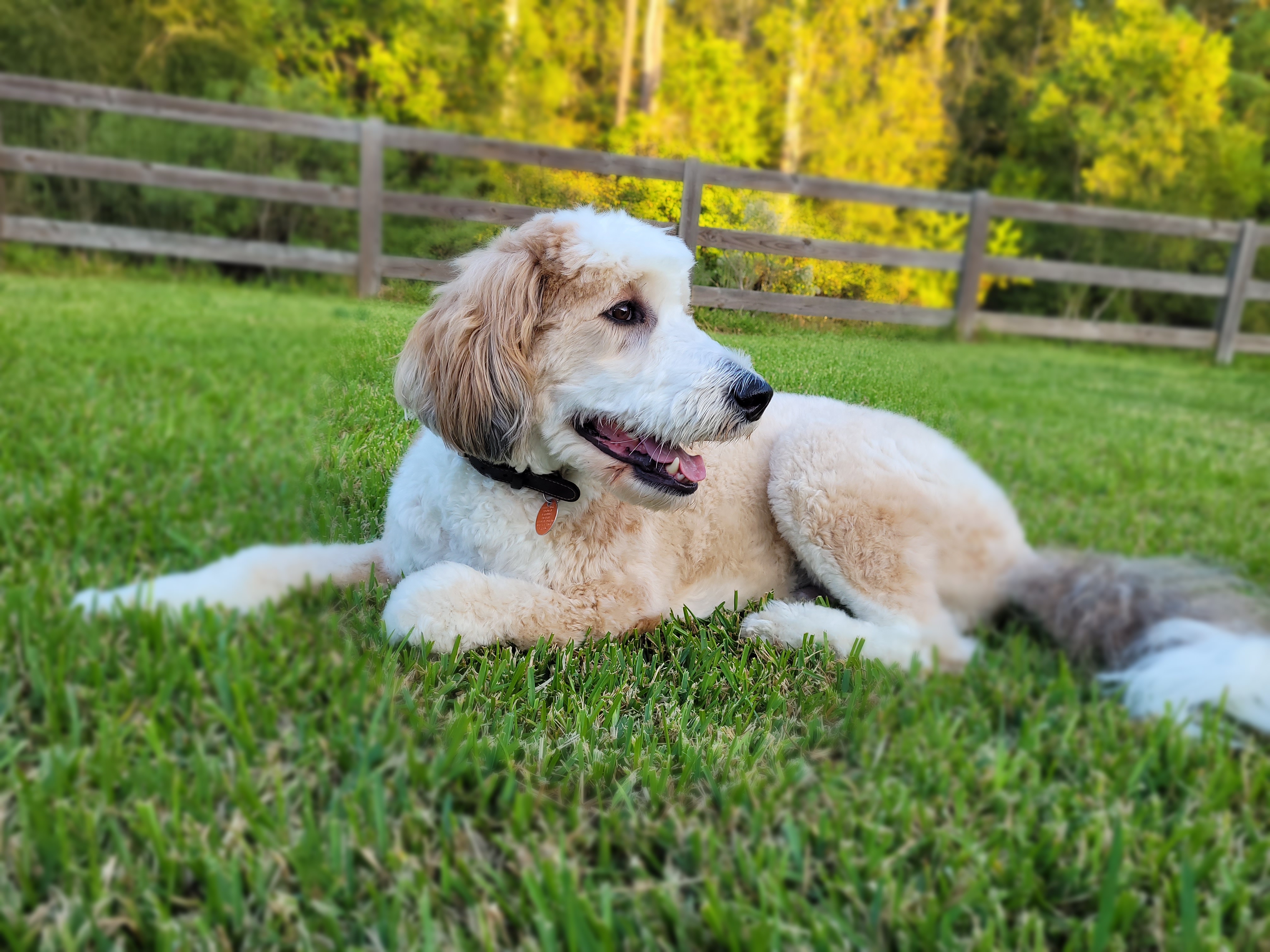 Snickers the therapy dog