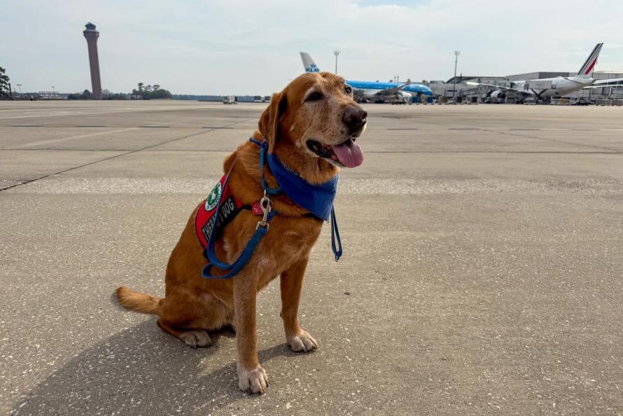Shotgun the therapy dog