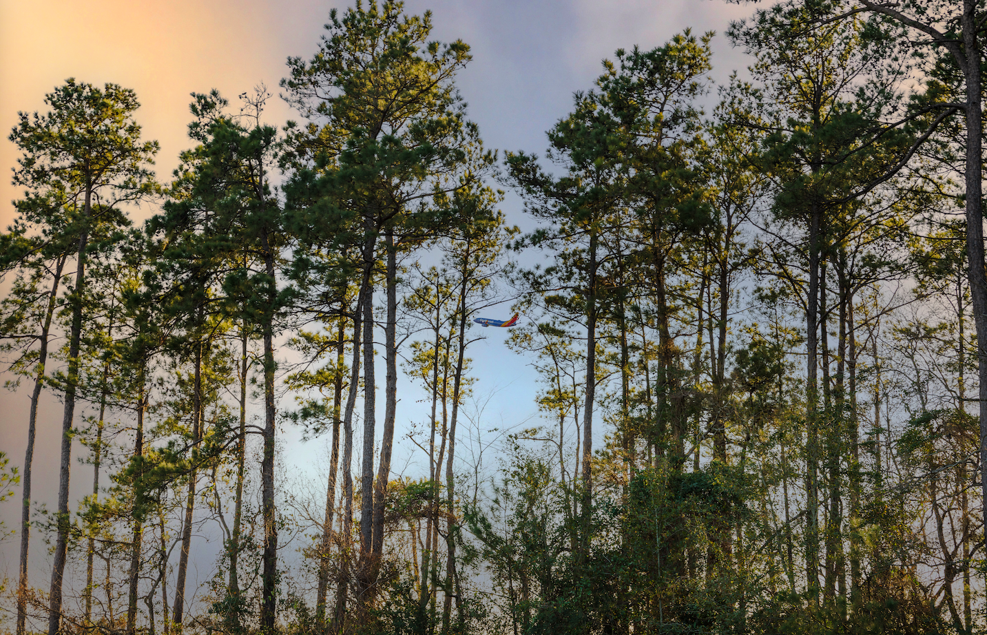 trees near IAH